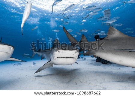 Shark Diving in Bahamas, several spieces photographed here including Tiger Sharks and Great Hammerheads Royalty-Free Stock Photo #1898687662