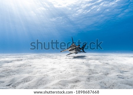Shark Diving in Bahamas, several spieces photographed here including Tiger Sharks and Great Hammerheads Royalty-Free Stock Photo #1898687668