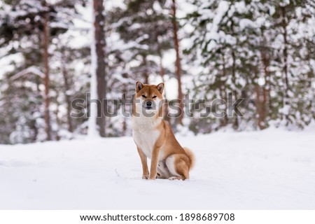 Winter photos of a dog. Shiba Inu. 