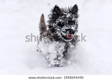 Winter photos of a dog.  Affenpinscher.