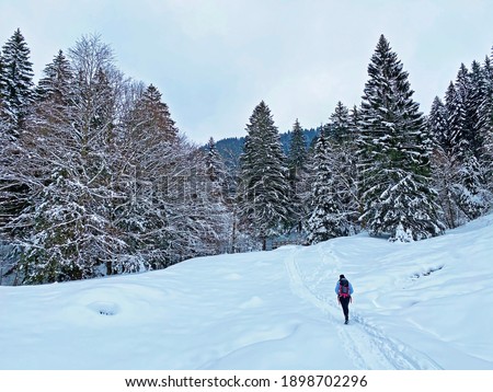 Hikers and walkers on the beautiful idyllic fresh snow of the Swiss Alps and on slopes of the Alpstein mountain range, Ennetbühl or Ennetbuehl - Canton of St. Gallen, Switzerland (Schweiz)