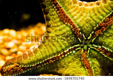 
starfish as a model at sea