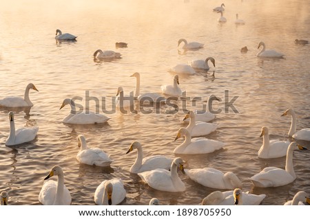 Soaring warm lake with white swans