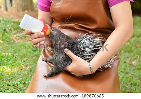 zookeeper take care and feeding baby porcupine