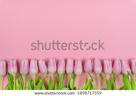 Frame from pink tulips on a pink background. Romantic composition. Valentines day, mothers day, women's day, spring, easter concept. Flat lay, top view, copy space