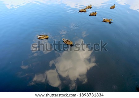 The Nature Reserve, ducks on the lake 