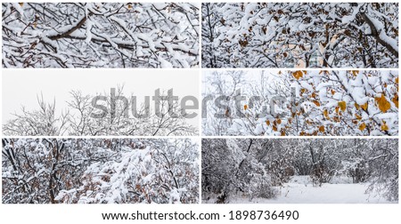 Collection of panoramic winter backgrounds. Snow on the branches of trees and bushes after a snowfall. Cold snowy weather. Snow-covered plants in a winter forest park. Cool set of fresh snow textures.