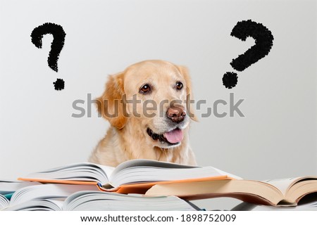 Question mark - solving problem dog finding the answers doing homework with books Royalty-Free Stock Photo #1898752009