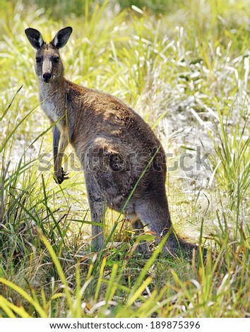 Australia, kangaroo 