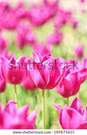 Pink tulips on field selective focus