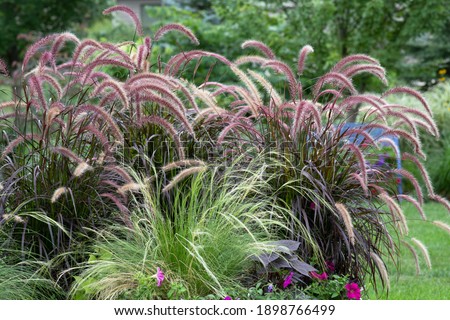 Tranquilizing Ornamental purple  fountain  grasses, pennisetum rubrum, and Mexican feather grass, sway gently in the breeze at the height of summer. Royalty-Free Stock Photo #1898766499