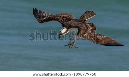 An Osprey Fishing in the Ocean in Florida 