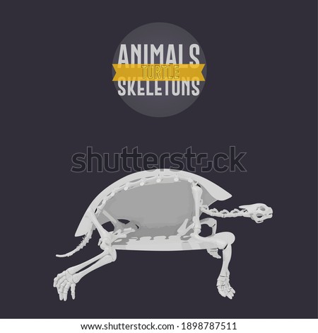 Turtle Animals Skeletons in dark background - Vector