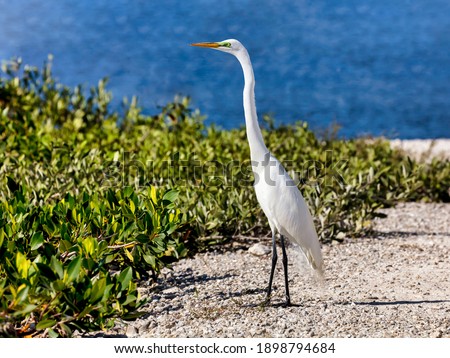 Great white egret (ardea alba) standing by the shore of J.N. "Ding" Darling National Wildlife Refuge, Florida, USA Royalty-Free Stock Photo #1898794684