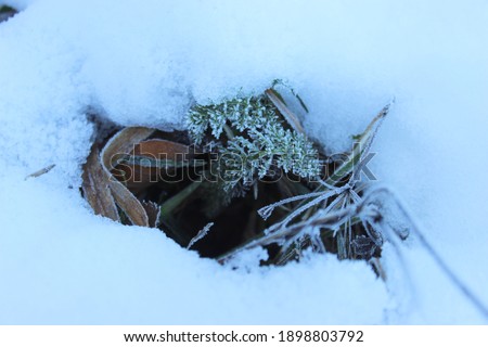 Various plants that grow under the snow.