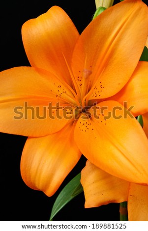 Fresh orange lilies on a black background