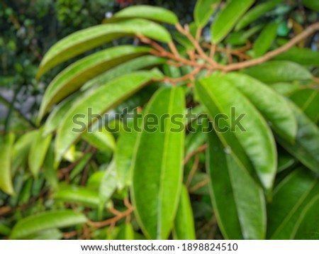 blurry beautifull texture green leaf background
