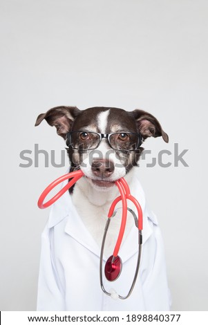 dog dressed up as a doctor with a red stethoscope in his mouth