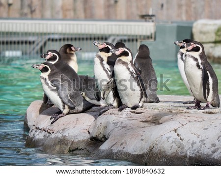 Group of penguins ready to swim