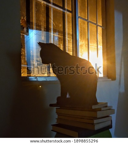 cat and window: so beautiful love