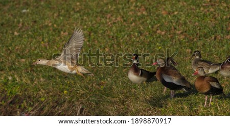 Leucistic white wood duck - aix sponsa - flying ahead of drakes and black bellied whistling ducks