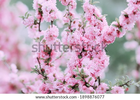 Pink spring background for website and design. Colorful flowers wallpaper. Blooming cherry garden close up photo
