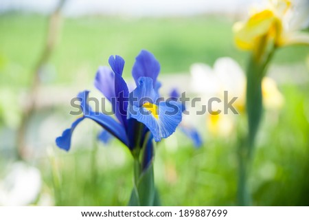 Iris in a garden.