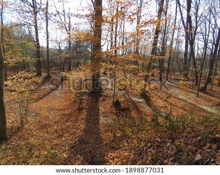 Fall foliage in the forest