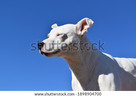 white dog against blue sky, adorable chihuahua, eyes closed Royalty-Free Stock Photo #1898904700