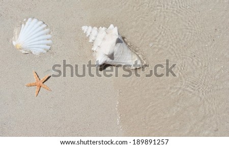 shell, beach, sand - conch shell and starfish on sandy beach waves flat lay shell layout copy space vacation concept stock, photo, photograph, image, picture 