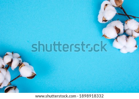 Cotton flowers on blue background. Natural Studio Photo