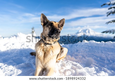 Beautiful German Shepherd dog laying on a snow covered trail looking away, posing for owner to take her picture
