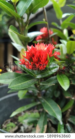 macro photography, beautiful red flowers and commonly called flame flower because their shape and color are similar to fire. (selective focus, soft focus)
