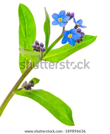 forget-me-not flowers isolated on white background 1:1 macro lens shots