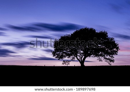 old oak tree silhouette at colorful sunset blue hour with cloudy Sky in the Eifel national park germany