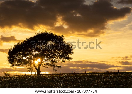 Old oak tree on a hill with dandelion meadow on sunset with cloudy Sky in spring