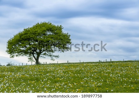 old oak tree on a hill with dandelion meadow and Blue Sky at spring in the Eifel natonal park