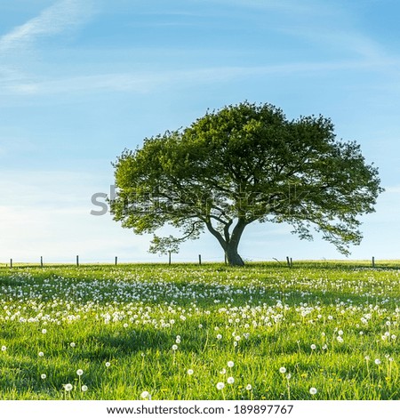 Old tree on meadow with Blue Sky in spring at the Eifel national park