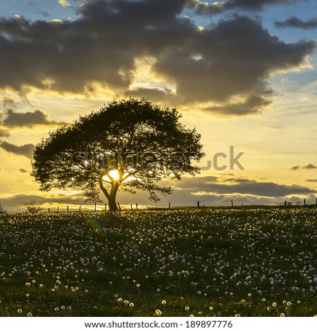Old oak tree on dandelion meadow on sunset with cloudy Sky in spring
