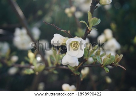 Closeup white flowers and buds in spring
