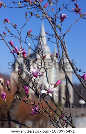 Blooming pink magnolia, beautiful flowering tree in spring. Old church in the background