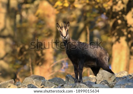 chamois in autumn forest. Winter scene with horn animal. Rupicapra rupicapra. Animal from Alp.