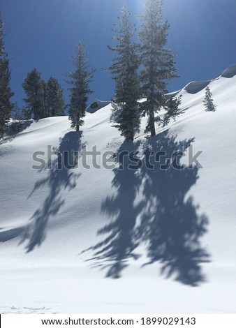 Vertical view of snow covered trees on a mountain top casting shadows on the snow