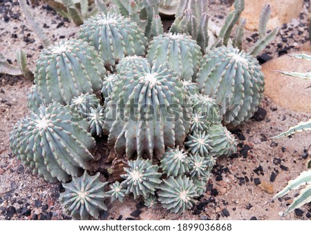 Cactus, macro phpotographjy, beautiful nature background with copy space stock photo