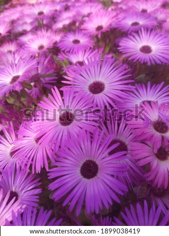 Variable shading sharp crisp purple beautiful flowers in a light and soft background with mild editing to enhance the beauty of captured image