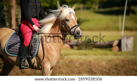Horse Haflinger with rider, close-up head, galloping in eventing training.
 Royalty-Free Stock Photo #1899038506