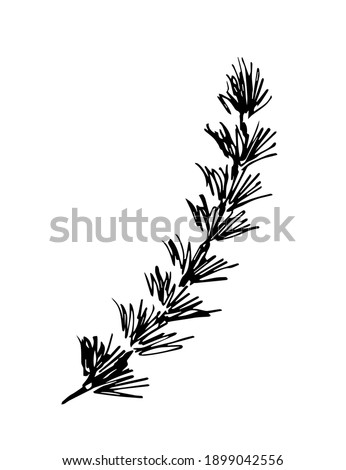 Simple hand-drawn vector drawing in black outline. Young larch tree twig, branch isolated on white background. Coniferous branch. Royalty-Free Stock Photo #1899042556