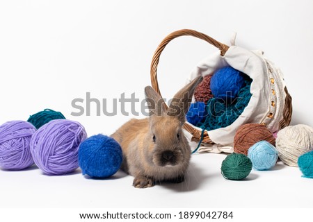 A cute fluffy brown rabbit sits in a basket with tangles of knitting yarn. Beautiful photo for calendar, Easter or postcard