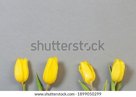 yellow tulips on gray paper background