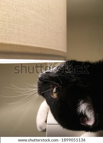 The surprised muzzle of a black and white cat next to a glowing lamp shade in a cozy interior design close up
